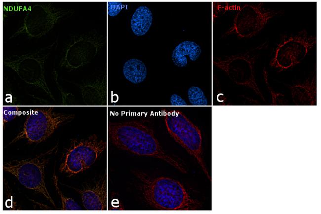 NDUFA4 Antibody in Immunocytochemistry (ICC/IF)