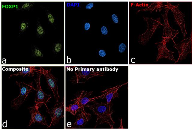 FOXP1 Antibody in Immunocytochemistry (ICC/IF)