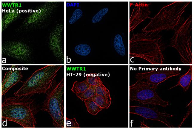 WWTR1 Antibody in Immunocytochemistry (ICC/IF)