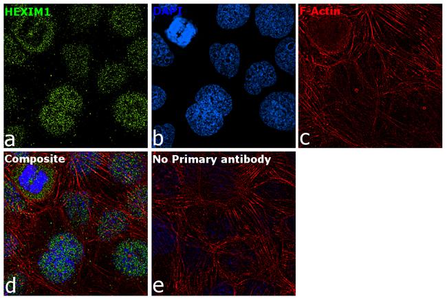 HEXIM1 Antibody in Immunocytochemistry (ICC/IF)