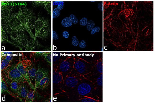 MST1 (STK4) Antibody in Immunocytochemistry (ICC/IF)