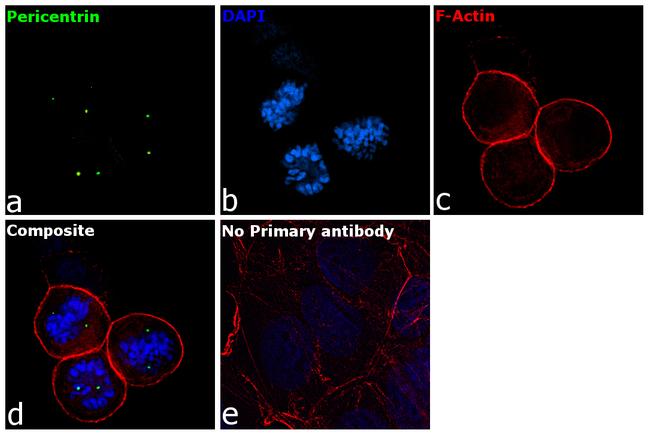 Pericentrin Antibody in Immunocytochemistry (ICC/IF)