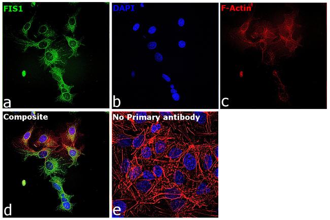 FIS1 Antibody in Immunocytochemistry (ICC/IF)