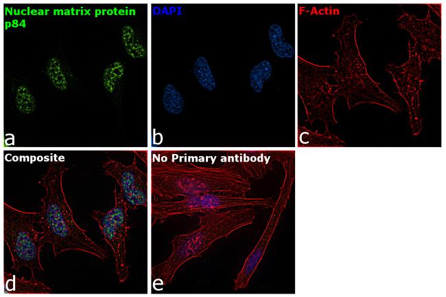 Nuclear Matrix Protein p84 Antibody in Immunocytochemistry (ICC/IF)