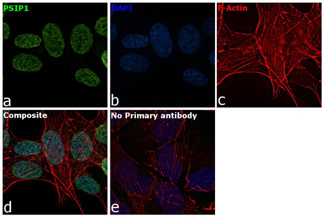 PSIP1 Antibody in Immunocytochemistry (ICC/IF)