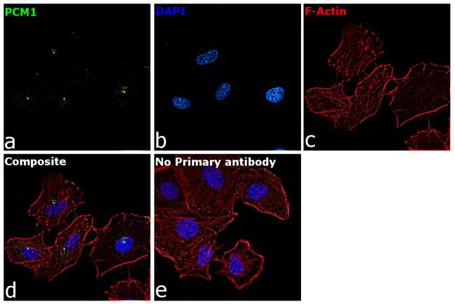 PCM1 Antibody in Immunocytochemistry (ICC/IF)