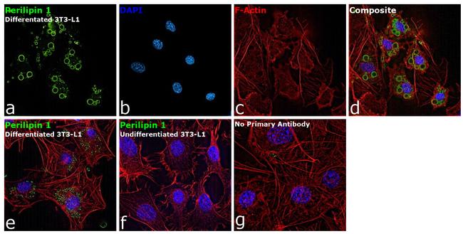 Perilipin 1 Antibody in Immunocytochemistry (ICC/IF)