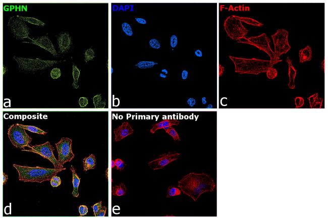 Gephyrin Antibody in Immunocytochemistry (ICC/IF)