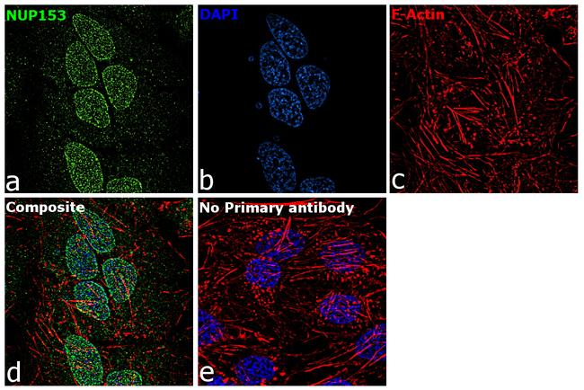 NUP153 Antibody in Immunocytochemistry (ICC/IF)