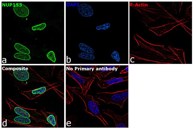 NUP153 Antibody in Immunocytochemistry (ICC/IF)