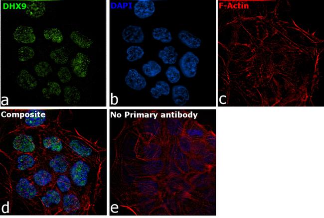 DHX9 Antibody in Immunocytochemistry (ICC/IF)