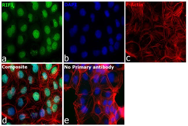 RIF1 Antibody in Immunocytochemistry (ICC/IF)