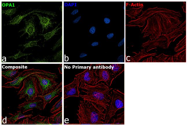 OPA1 Antibody in Immunocytochemistry (ICC/IF)