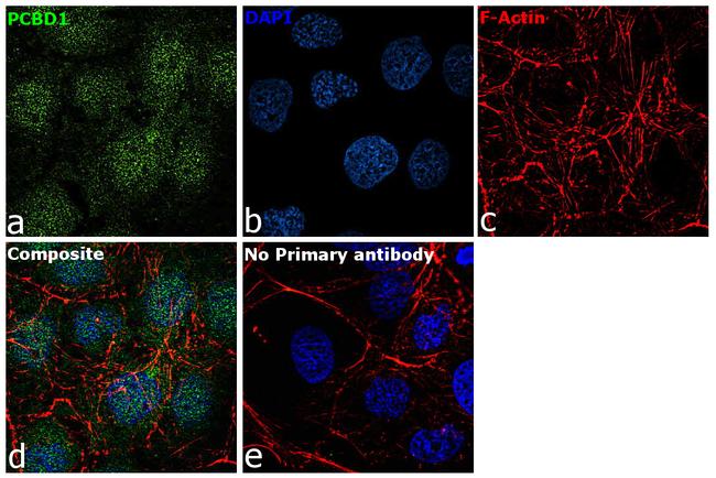 PCBD1 Antibody in Immunocytochemistry (ICC/IF)