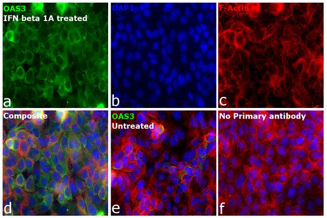 OAS3 Antibody in Immunocytochemistry (ICC/IF)