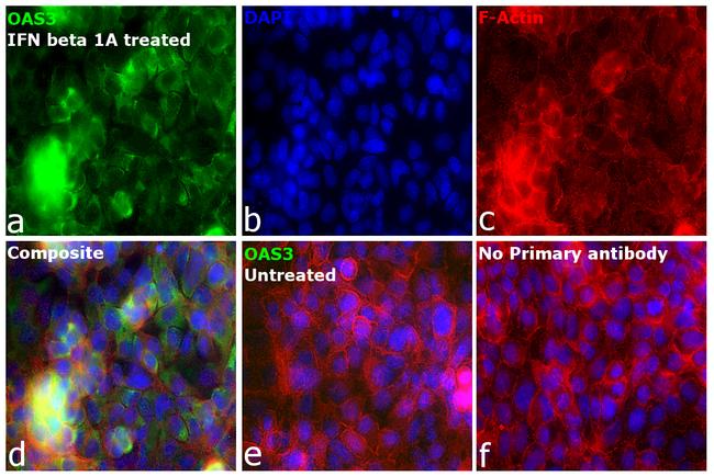 OAS3 Antibody in Immunocytochemistry (ICC/IF)