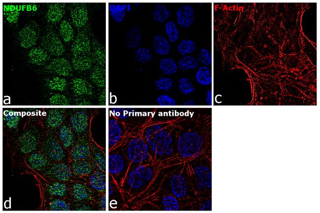 NDUFB6 Antibody in Immunocytochemistry (ICC/IF)