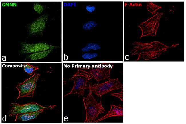 GMNN Antibody in Immunocytochemistry (ICC/IF)