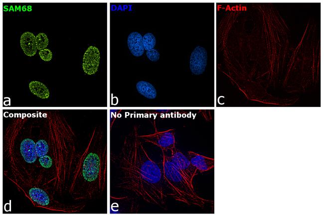 SAM68 Antibody in Immunocytochemistry (ICC/IF)