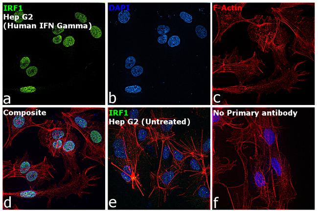 IRF1 Antibody in Immunocytochemistry (ICC/IF)