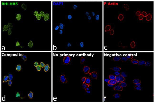 BHLHB5 Antibody in Immunocytochemistry (ICC/IF)