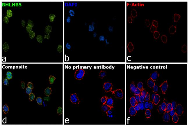 BHLHB5 Antibody in Immunocytochemistry (ICC/IF)