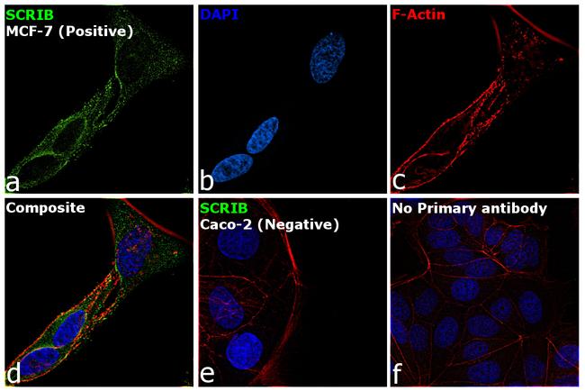 SCRIB Antibody in Immunocytochemistry (ICC/IF)