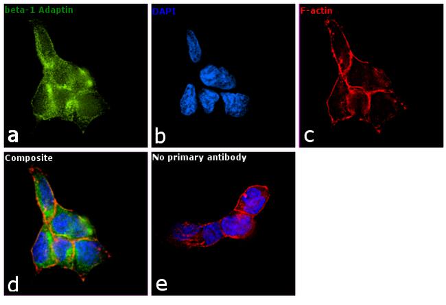 beta-1 Adaptin Antibody in Immunocytochemistry (ICC/IF)