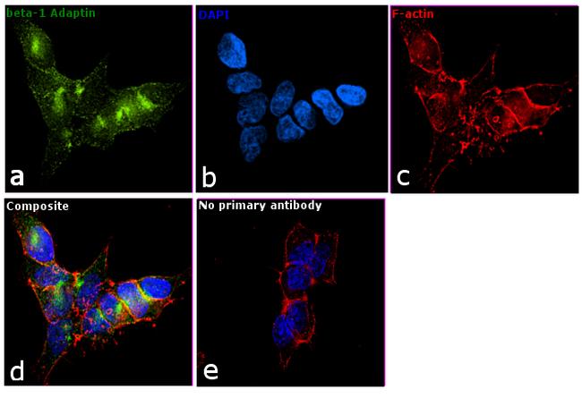 beta-1 Adaptin Antibody in Immunocytochemistry (ICC/IF)