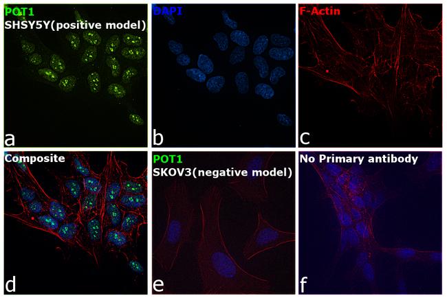 POT1 Antibody in Immunocytochemistry (ICC/IF)