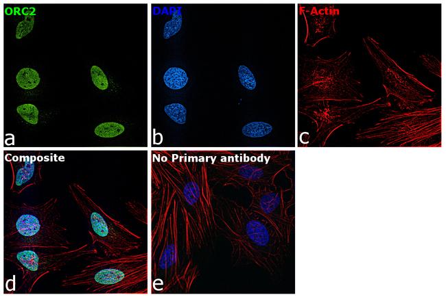 ORC2 Antibody in Immunocytochemistry (ICC/IF)