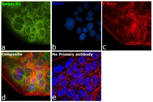 SERPINH1 Antibody in Immunocytochemistry (ICC/IF)