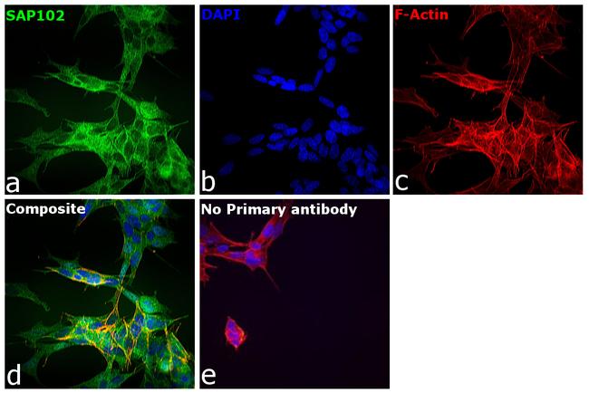 SAP102 Antibody in Immunocytochemistry (ICC/IF)