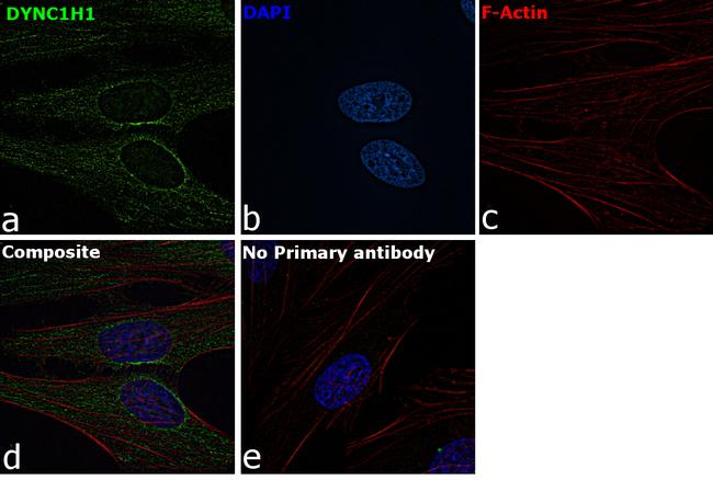 DYNC1H1 Antibody in Immunocytochemistry (ICC/IF)