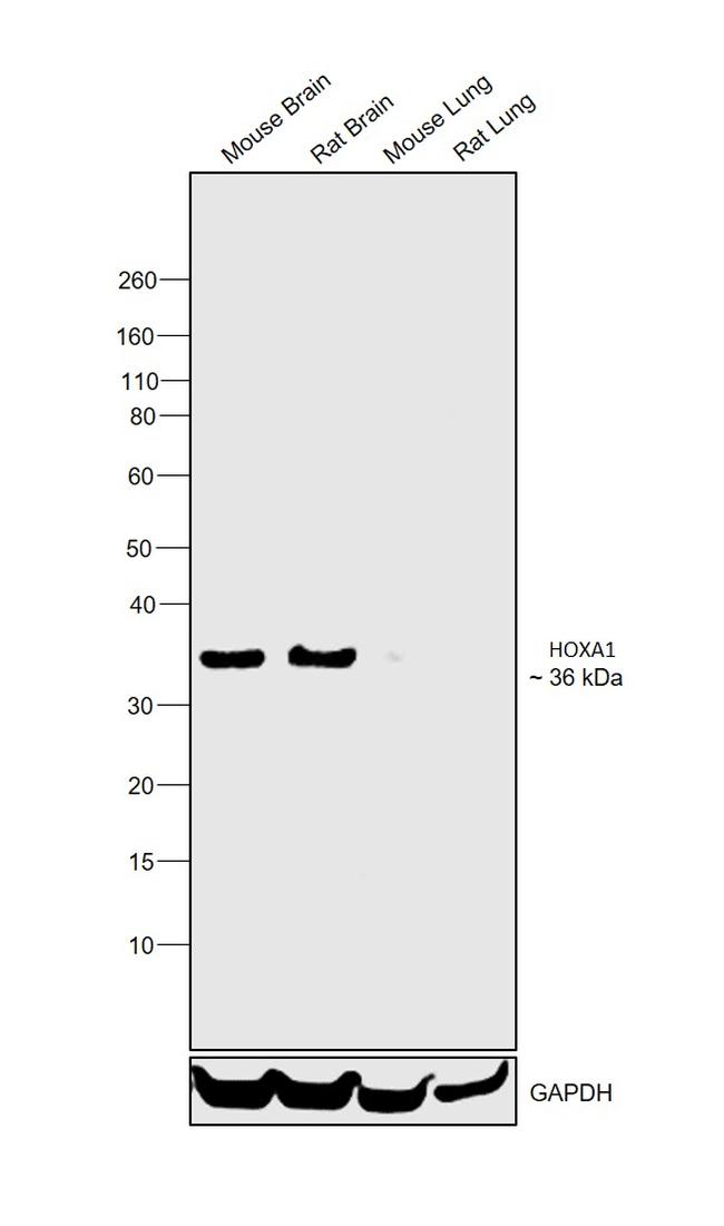 HOXA1 Antibody in Western Blot (WB)