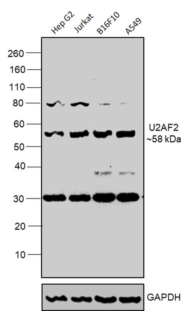 U2AF2 Antibody in Western Blot (WB)