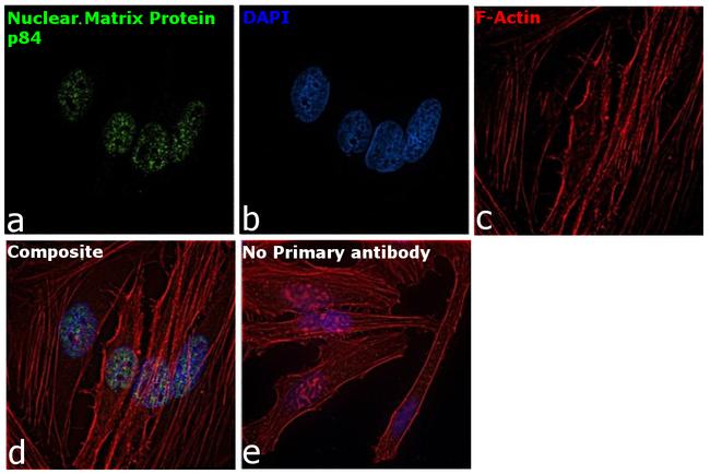 Nuclear Matrix Protein p84 Antibody in Immunocytochemistry (ICC/IF)