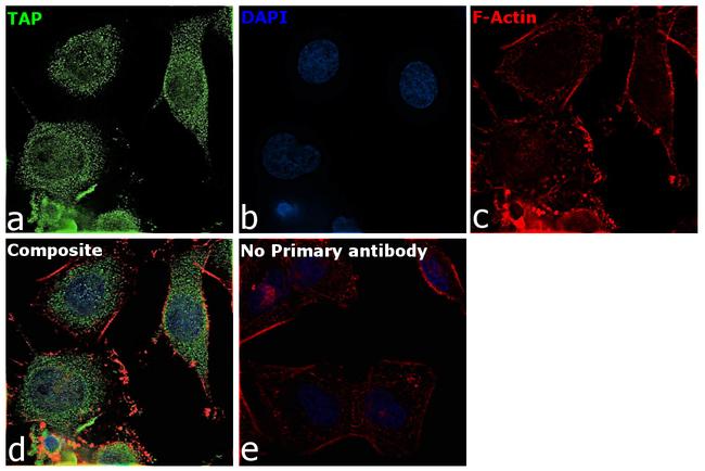 DCT Antibody in Immunocytochemistry (ICC/IF)