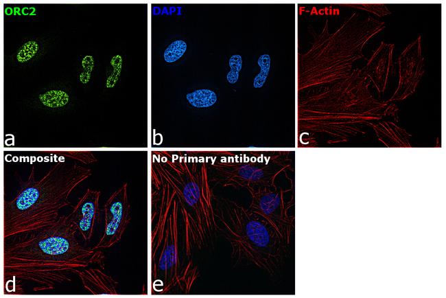 ORC2 Antibody in Immunocytochemistry (ICC/IF)