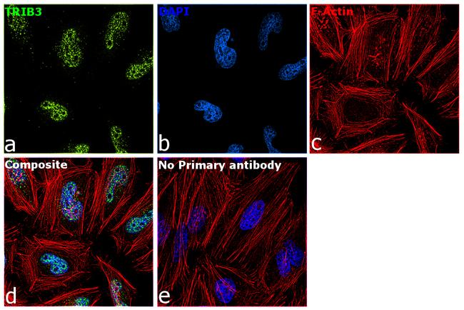 TRIB3 Antibody in Immunocytochemistry (ICC/IF)