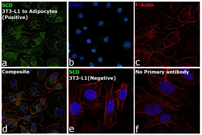 SCD Antibody in Immunocytochemistry (ICC/IF)