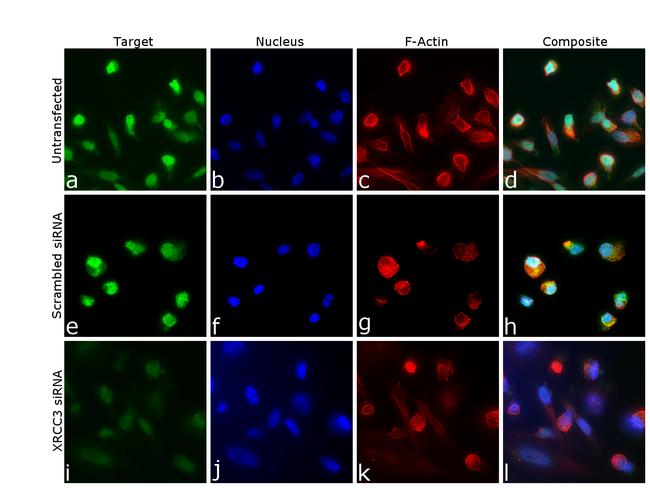 XRCC3 Antibody in Immunocytochemistry (ICC/IF)