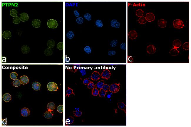 PTPN2 Antibody in Immunocytochemistry (ICC/IF)