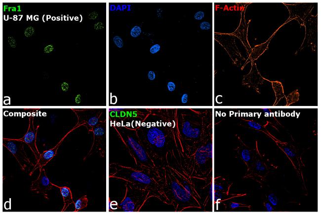 Fra1 Antibody in Immunocytochemistry (ICC/IF)