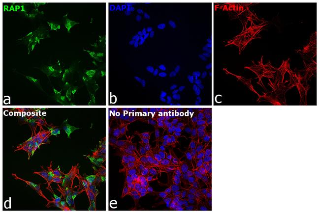 RAP1 Antibody in Immunocytochemistry (ICC/IF)