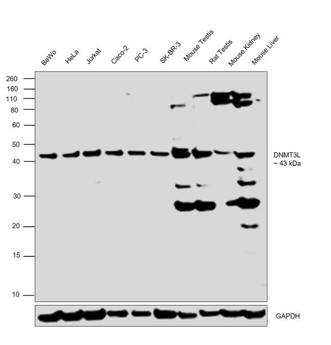 DNMT3L Antibody in Western Blot (WB)