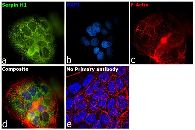 SERPINH1 Antibody in Immunocytochemistry (ICC/IF)