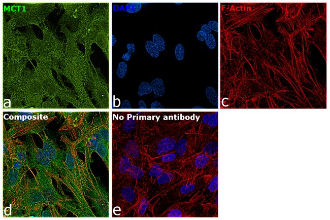 MCT1 Antibody in Immunocytochemistry (ICC/IF)