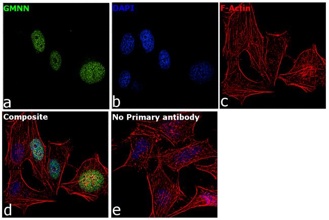 GMNN Antibody in Immunocytochemistry (ICC/IF)