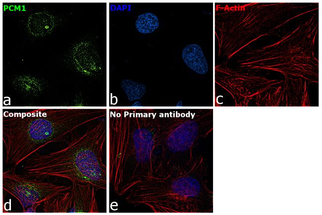 PCM1 Antibody in Immunocytochemistry (ICC/IF)